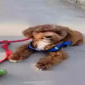 lost male dog uggles or teddy