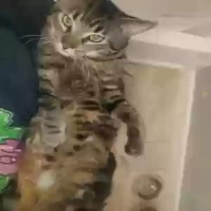 lost male cat stainz