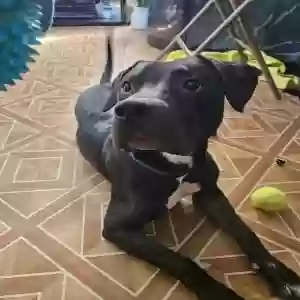 found male dog unknown