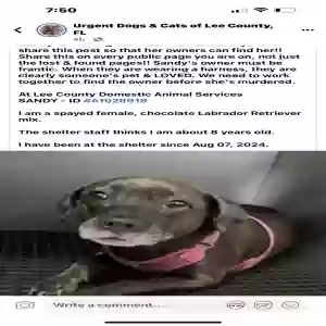 found female dog unknown