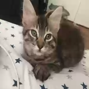 lost female cat lagertha