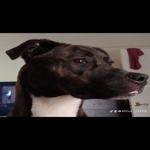 lost female dog shiva
