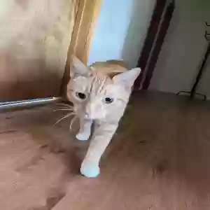 lost male cat cannoli