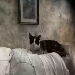 lost female cat gabby