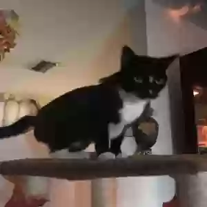 lost female cat nadia
