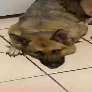 lost female dog bella