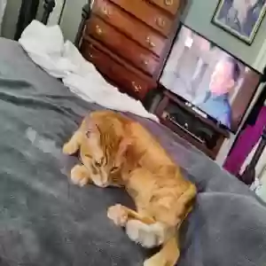 lost male cat pumpkin