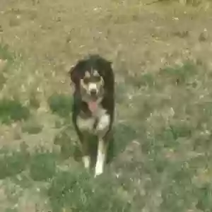 lost female dog riley