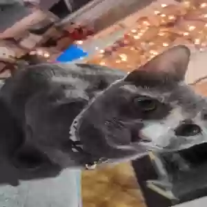 lost female cat momo