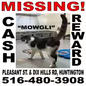 lost male cat mowgli