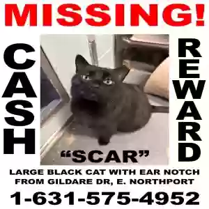 lost male cat scar