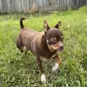 lost male dog bentley