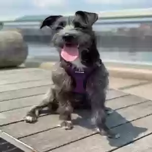 lost female dog unknown