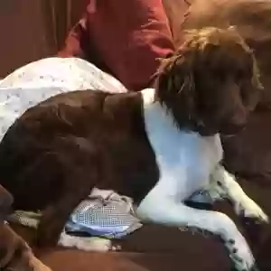 lost male dog buck
