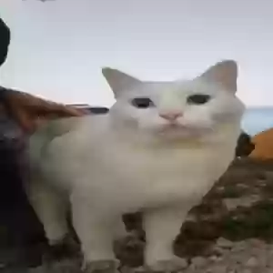 found unknown cat unknown