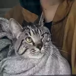 lost male cat koe