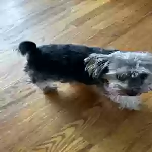 lost male dog hercules