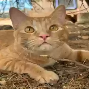 lost male cat timon