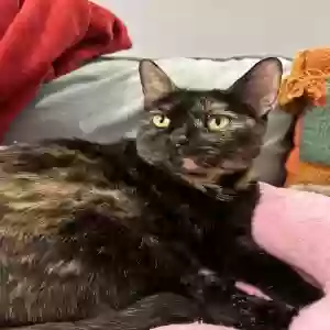 lost female cat cookie