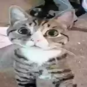 lost male cat banditt