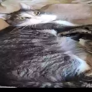 lost male cat shadow