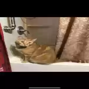 lost male cat cooper