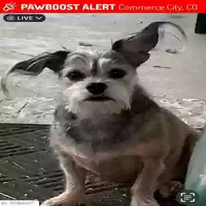 lost male dog ollie