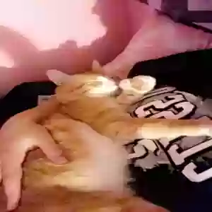 lost male cat biscuit