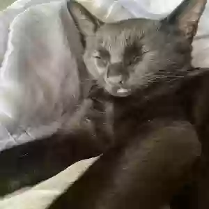 lost male cat sweety