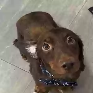 lost male dog coky