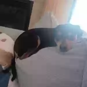 lost female dog zena