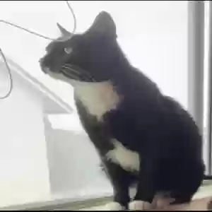 lost female cat cleo