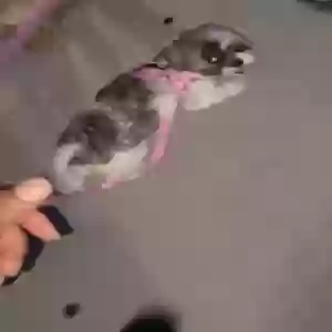 lost female dog mia