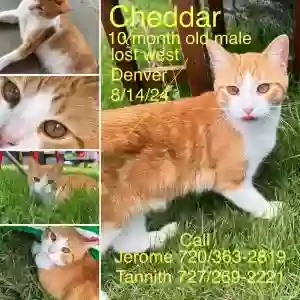 lost male cat cheddar