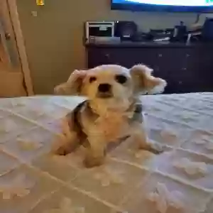 lost female dog phebe