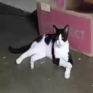 found male cat unknown