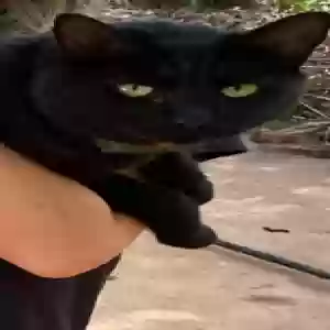 lost female cat shadow