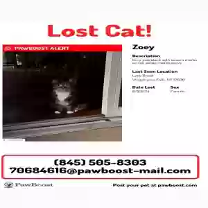 lost female cat zoey