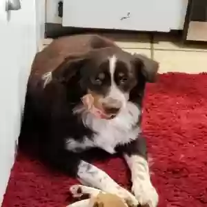 lost male dog sport