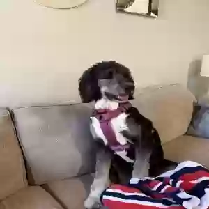 lost female dog thelma