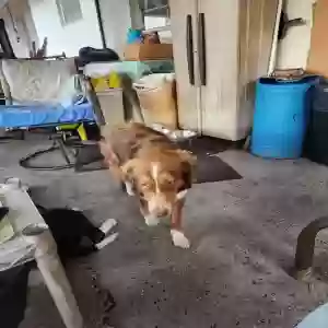 lost female dog meg