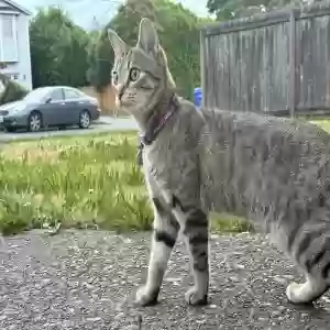 lost female cat dune