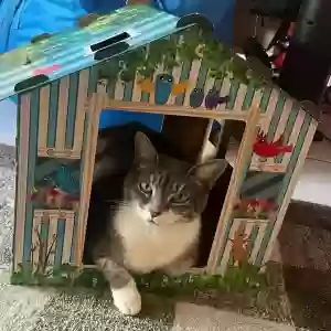 lost female cat bella