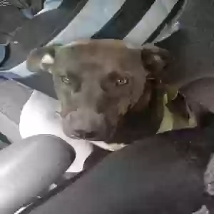 lost male dog papa