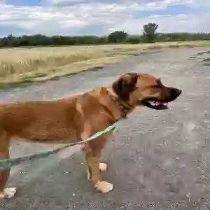 lost female dog freya