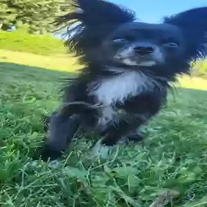 lost male dog cy (sigh)