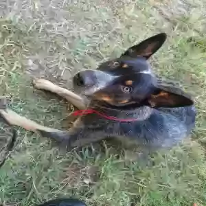 lost male dog rex