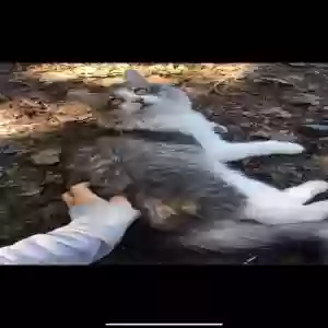 lost male cat chemeleon