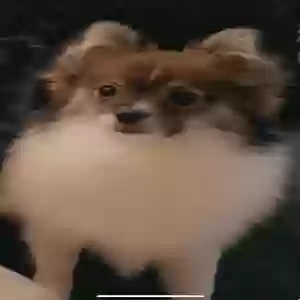 lost male dog arlo