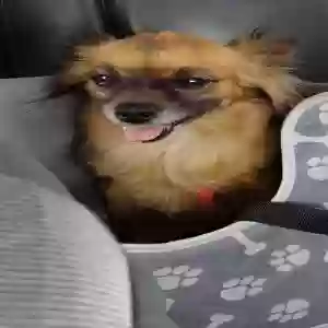 lost female dog brandy